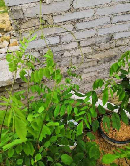 紫藤花的幼苗长什么样 日本紫藤简介日本紫藤