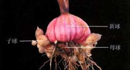 唐菖蒲的茎为什么中空 唐菖蒲有花茎,为何不开花是缺乏什么营养