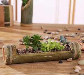 怎么用竹子怎么做花盆 请教怎样种植竹子