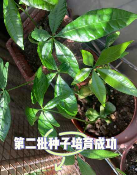 发财树为什么不会发芽 发财树不发新芽怎么办