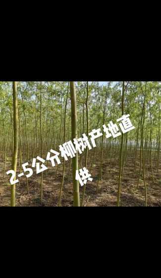 该工地供树苗多少利润 种植树苗赚钱吗,种植成本利润及前景分析