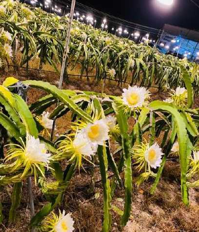 火龙果怎么样才能开花 如何让火龙果提前开花结果