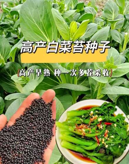 甜白菜花什么季节播种 菜心是什么季节的
