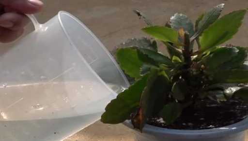 花移植后什么时候浇水 刚移栽的花要马上浇水吗,刚移植的花什么时候浇水