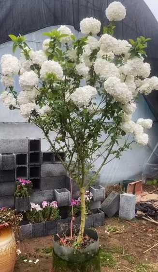 北方适合养什么木本花 北方什么花最适合养