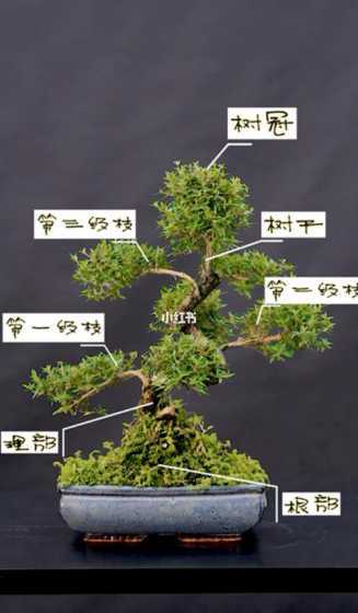 怎么识别盆景树的名称 室内盆景树木种类前十名