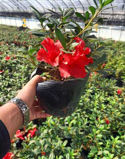 杜鹃花是什么花冠类型 杜鹃花的花冠有哪些特点