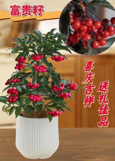 植物富贵籽有什么寓意 富贵籽的花语和寓意