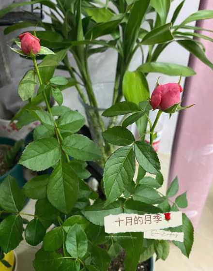 月季花什么时侯插成活 月季花要在几月份插枝能成活