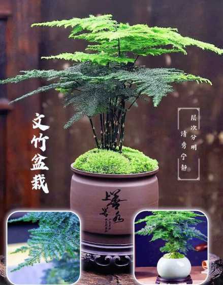 文竹盆栽代表什么意思 文竹寓意