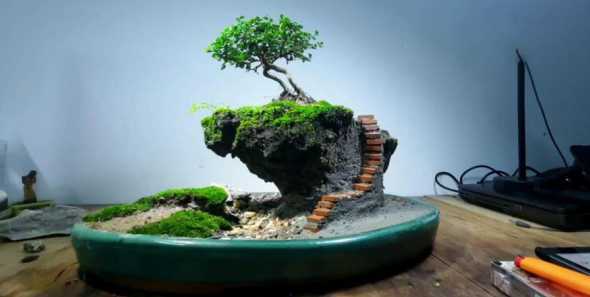 什么石头可以来作盆景 吸水石盆景种什么植物