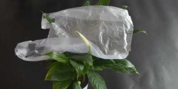 花盆为什么要塑料套袋 家没人)花盆能套袋保湿吗