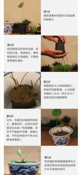 莲花叶栽到什么土壤里 为什么塘里的莲藕只长叶不开花