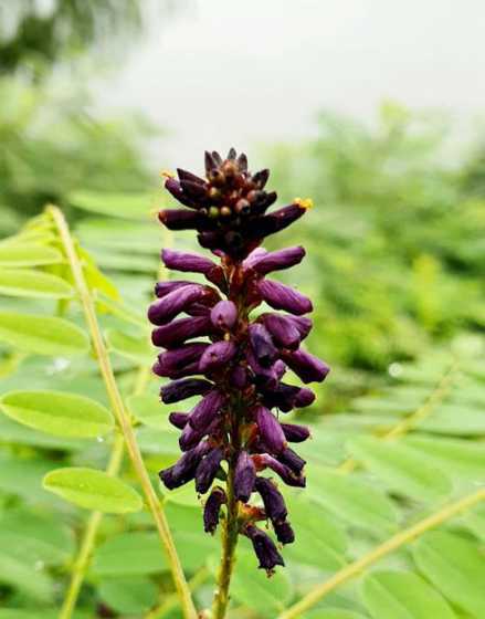 紫穗槐什么季节中合适 沙地种什么比较适合