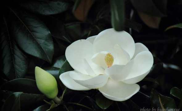 广玉兰花代表什么意义 广玉兰花的寓意和象征