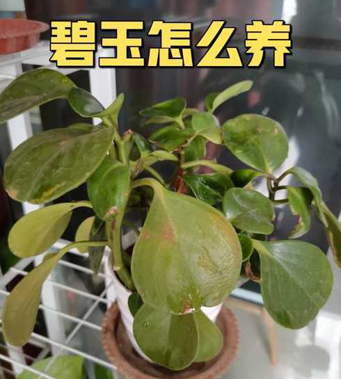 碧玉叶子发黄怎么补救 碧玉的叶子为什么会发黄 原因以及处理方法