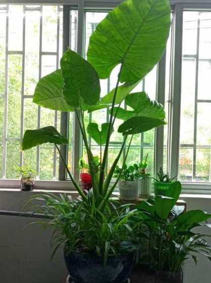 什么盆栽见光少浇水少 室内好养的花卉盆栽不需太多光