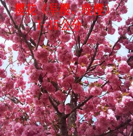 3公分樱花价格是多少 樱花的作用