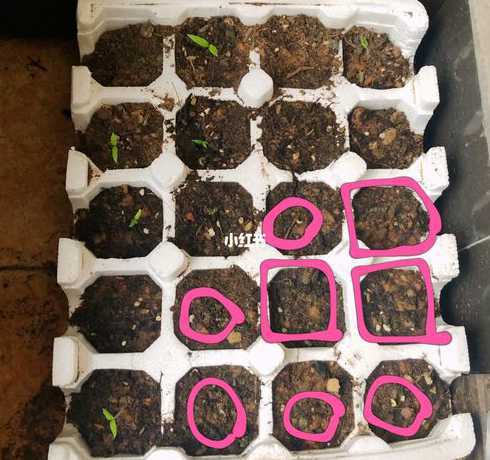 路由器催芽到什么程度 是真的吗无线路由器会影响植物发芽
