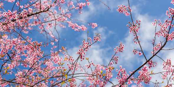 樱花开花时是怎么样的 樱花什么时候开花