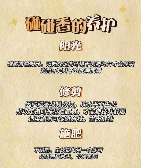 为什么碰碰香会有香味 碰碰香为什么会有香味