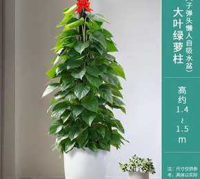 绿萝盆栽怎么栽培才好 绿萝盆栽怎么养