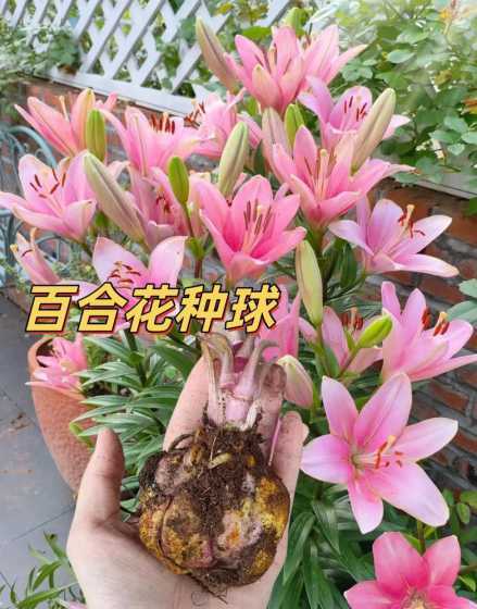 百合花开花后怎么养球 香水百合花后怎么养球