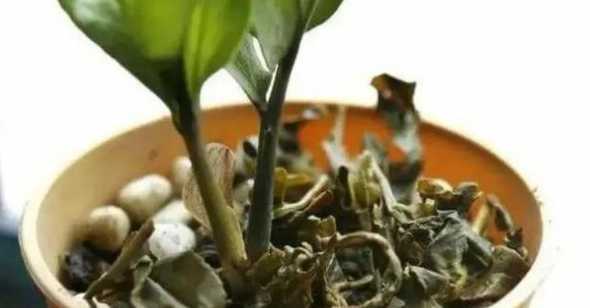 红茶浇花有什么危害吗 红茶茶叶水可以浇花吗