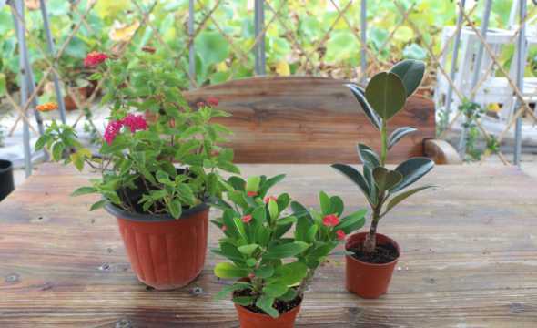 什么季节适合盆栽换盆 三角梅什么季节换盆最好