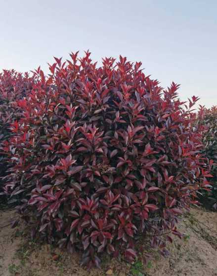 红叶石兰每平方多少株 红叶石兰的种植方法