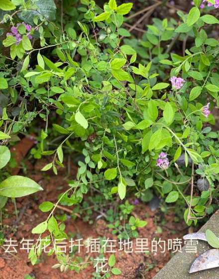 喷雪花什么季节能扦插 喷雪花什么时候扦插喷雪花什么时候移栽