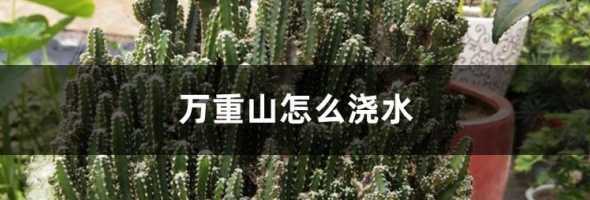 万重山为什么不能浇水 万重山怎么浇水方法