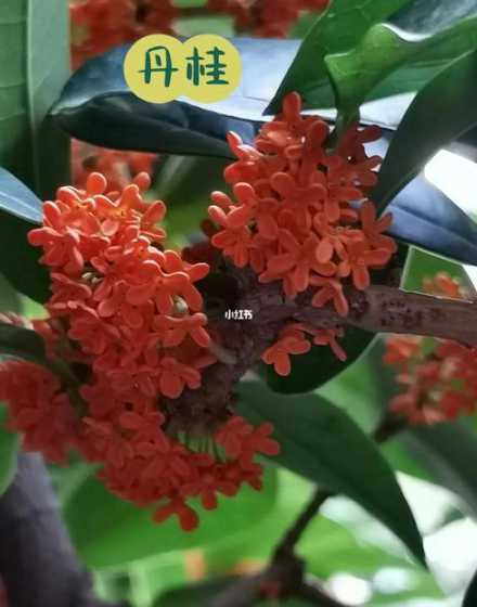 红色桂花什么时候开花 桂花树一般几年开花