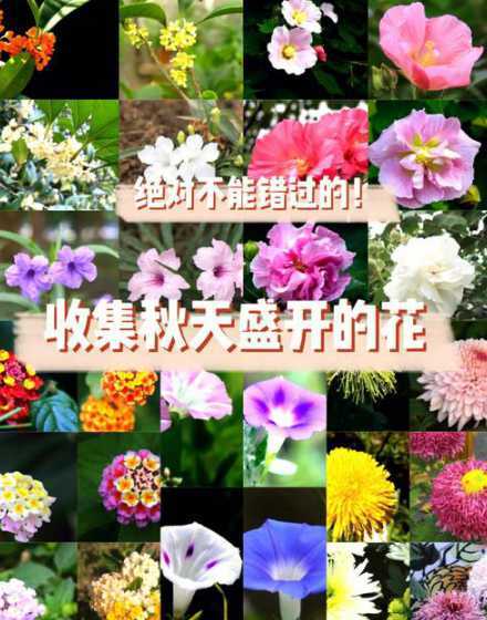 秋天来到会什么花会开 秋天有什么花开放