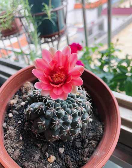 仙人球开花后怎么处理 仙人球开花后怎样养护