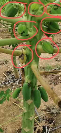 观光木瓜怎么种植方法 木瓜盆栽的正确种植方法是什么