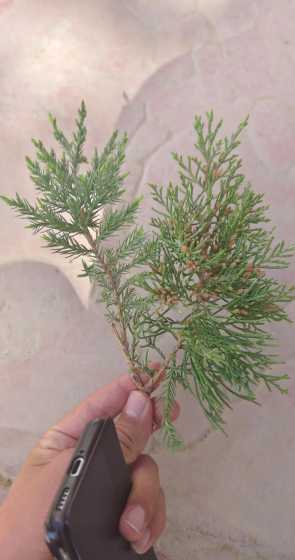 圆柏属于什么类的植物 圆柏属于什么植物类型