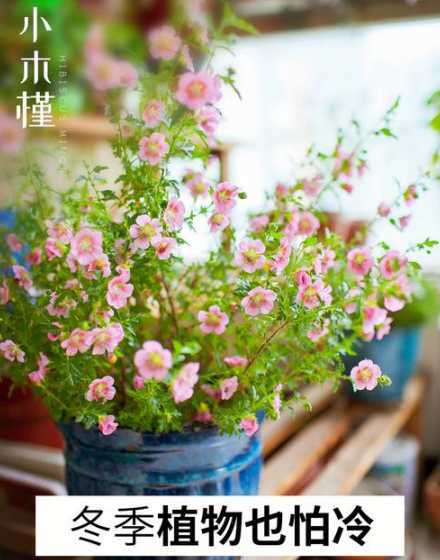 家庭盆栽冬天怎么过冬 冬天家庭花卉怎么过冬