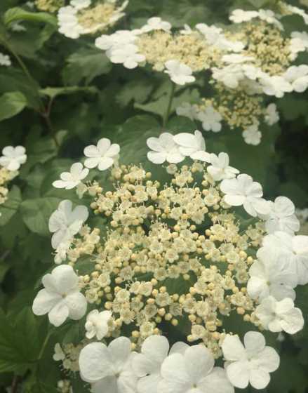 琼花很像的什么花 琼花是什么花