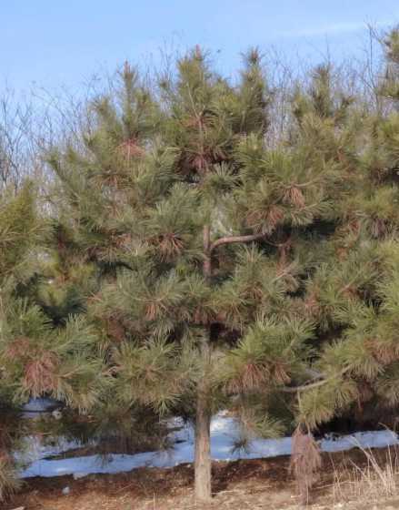 油松价格为什么那么大 龙华大浪坐什么车去油松天汇大厦