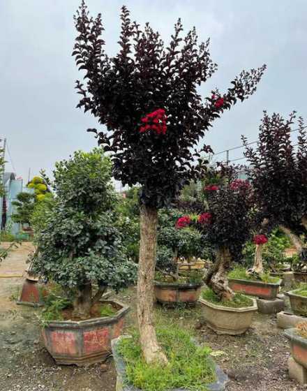 紫薇盆景什么时间换土 紫薇盆景怎么养护换土