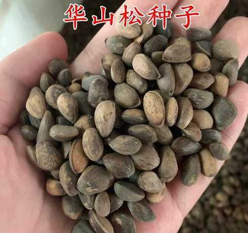 黑松种子什么时候育苗 黑松种子怎么种植
