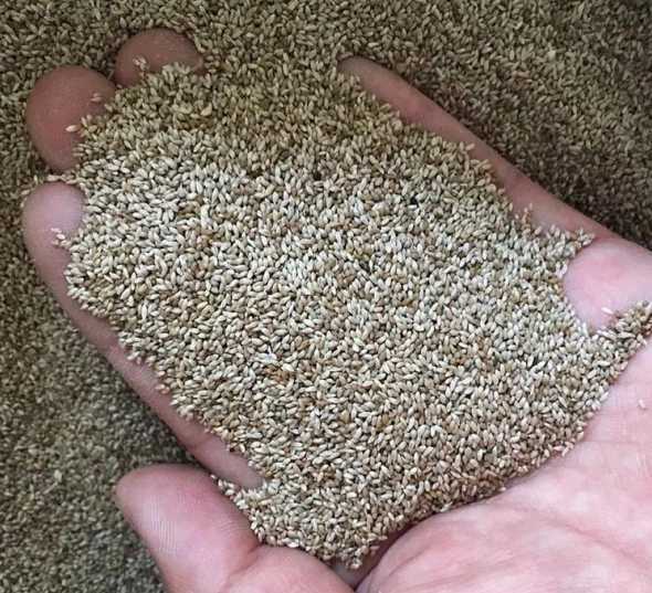 草坪一平米种多少草籽 种草坪一亩地用多少草籽