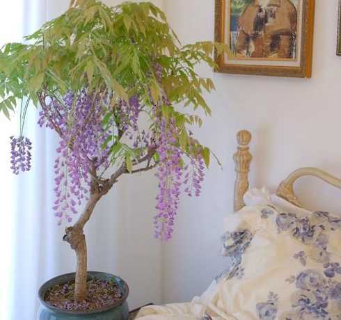 紫藤树苗什么时候种植 紫藤什么时候种植