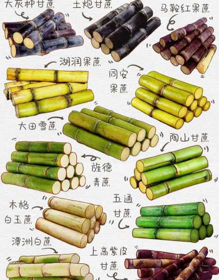 南方什么时候种甘蔗好 甘蔗什么时候种植最佳