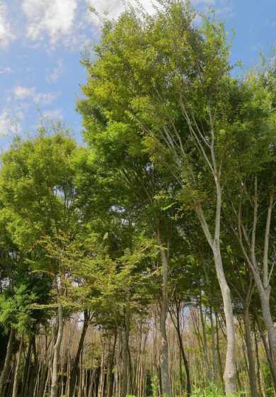 白蜡树种十年值多少钱 我国50年变化有多大