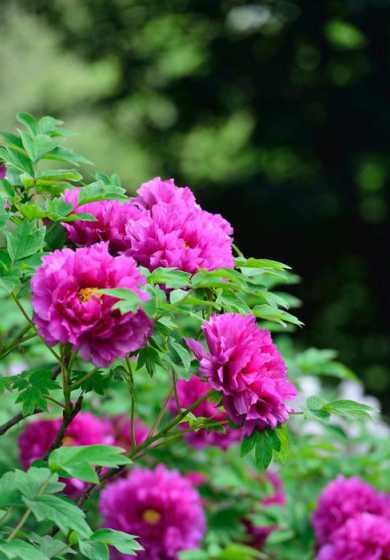 什么花开开花时有变化 春夏秋冬各季节分别都开什么花