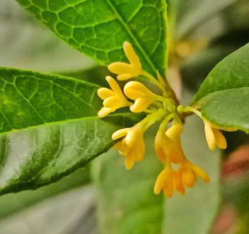 桂树什么时候季节开花 桂花树什么季节开花