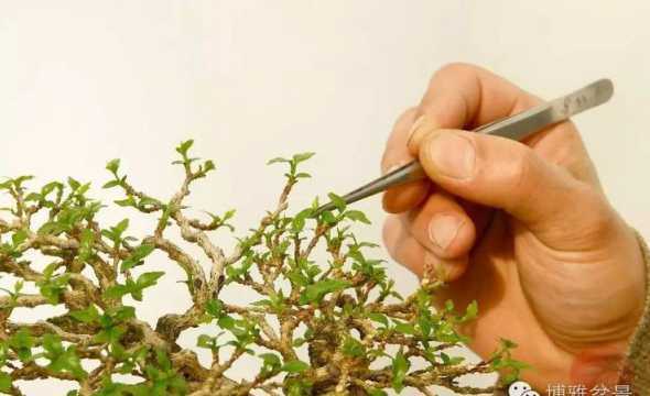 盆栽摘心什么时候合适 盆栽波斯菊什么时候摘心