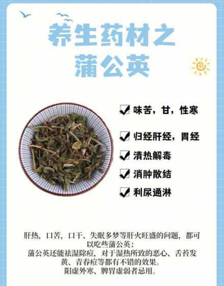 生嚼蒲公英有什么好处 蒲公英有哪些作用和功效